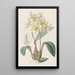 Laelia geel - Sydenham Edwards — ingelijst kunstwerk aan de muur