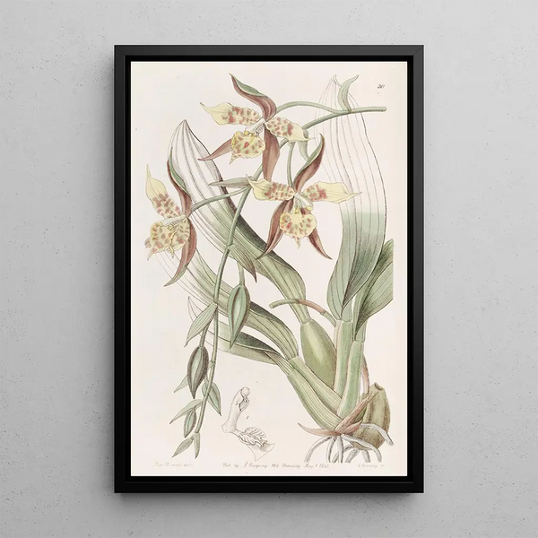 Sydenham Edwards - Yellow and Brown Odontoglossum.webp