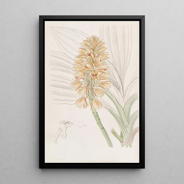 Sydenham Edwards - Yellowspiked Calanthe.webp