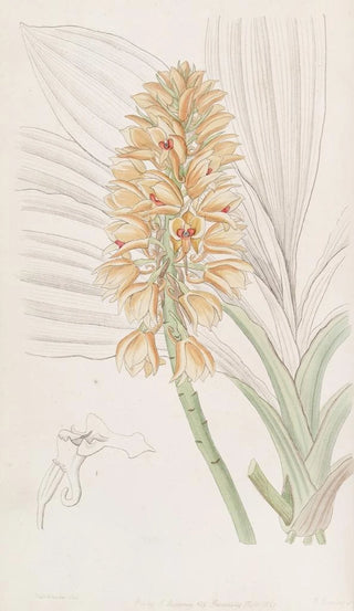 Sydenham Edwards - Yellowspiked Calanthe.webp