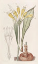 Stenomesson yellow egg - Sydenham Edwards — artwork view
