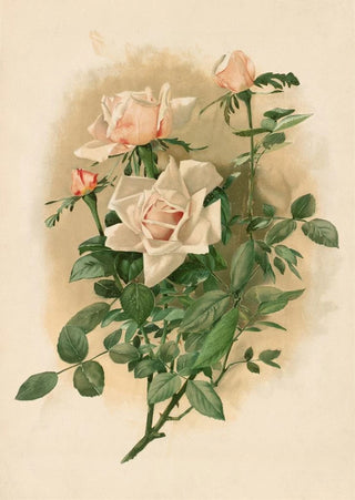 Thaddeus Welch - Duchesse de Vallombrosa Roses.webp
