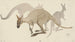 Kangaroes - Theo van Hoytema — weergave van het kunstwerk