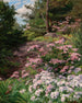 Rhododendron roze en wit in een bos - Thomas Allen Jr — weergave van het kunstwerk