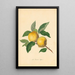 Downton Pippin - Thomas Andrew Knight — framed artwork on a wall