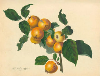 Appel van Foxley - Thomas Andrew Knight — weergave van het kunstwerk