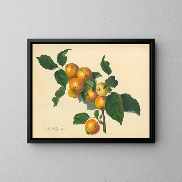 Appel van Foxley - Thomas Andrew Knight — ingelijst kunstwerk aan de muur