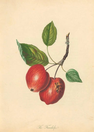 Thomas Andrew Knight - Foxwhelp.webp