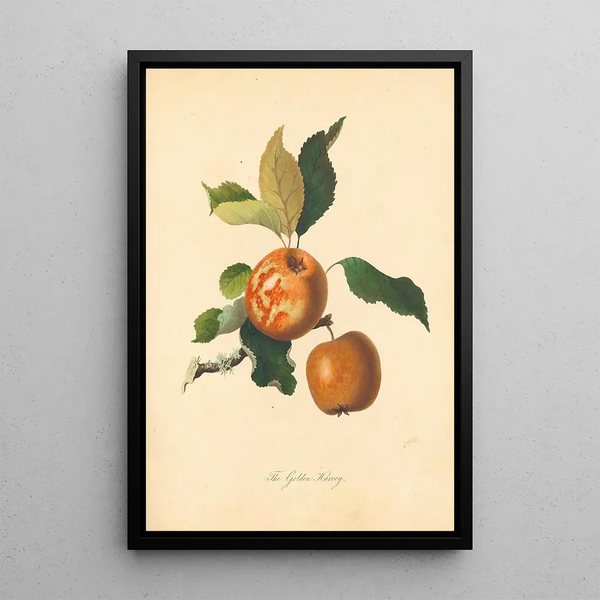 Thomas Andrew Knight - Golden Harvey.webp