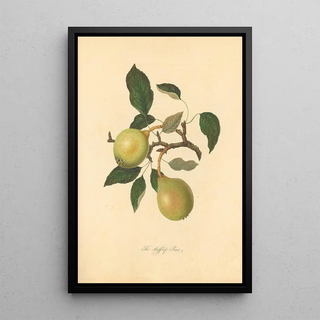 Thomas Andrew Knight - Huffcap Pear.webp