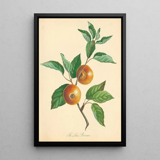 Thomas Andrew Knight - Loan Pearmain.webp