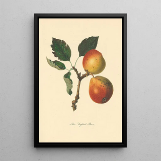 Thomas Andrew Knight - Longland Pears.webp