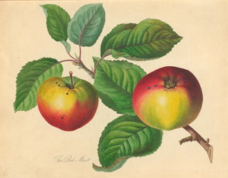 Rood Must - Thomas Andrew Knight — weergave van het kunstwerk