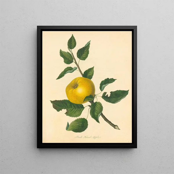 Thomas Andrew Knight - Steads Kernel Apple.webp