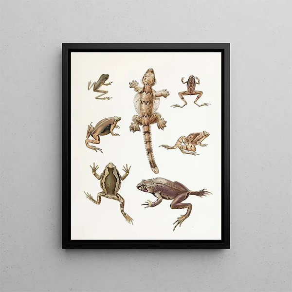 Thomas Barbour - MicrohylaPtychozoon.webp