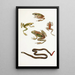 Rana moluccana / Hyla kampeni Barbour / Cornufer corrugatus rubristriatus Barbour - Thomas Barbour — ingelijst kunstwerk aan de muur