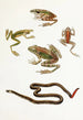 Rana moluccana / Hyla kampeni Barbour / Cornufer corrugatus rubristriatus Barbour - Thomas Barbour — weergave van het kunstwerk