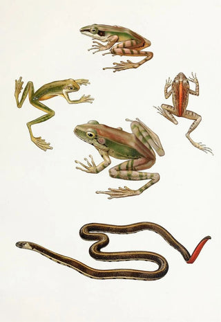 Thomas Barbour - Rana moluccanaHyla kampeni BarbourCornufer corrugatus rubristriatus Barbour.webp