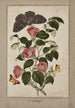 Study of Japanese Camellia, Japanese Rose, Euphorbia caput-medusae, Medusa Head with Moth Merops and Papilio Hyale Nar - Thomas Robins the Younger — artwork view