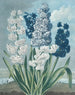 Jacinthes - Thomas Warner — weergave van het kunstwerk