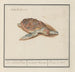 Schildpad van de zee Cheloniidae - Anselmus Botius de Boodt — weergave van het kunstwerk