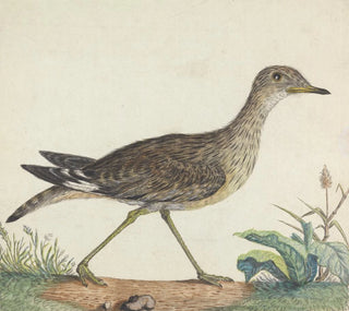 Un Courlieu de Pierre - George Edwards
