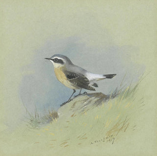 Un Traquet motteux mâle - Archibald Thorburn