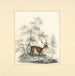 A deer - Henry Thomas Alken — artwork view