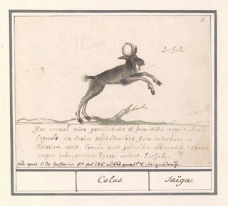 Un cerf, peut-être une antilope de forêt Nemorhaedini - Anselmus Botius de Boodt