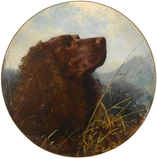 Un épagneul du Sussex - George Earl