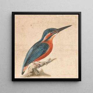 Un martin-pêcheur - Thomas Atwood