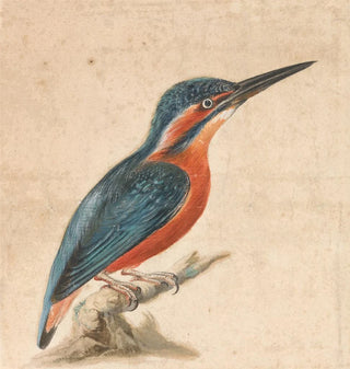 Un martin-pêcheur - Thomas Atwood