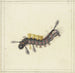 a black and red caterpillar with yellow bumps - Herman Henstenburgh — artwork view