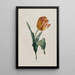 Tulpen - Valentine Bartholomew — ingelijst kunstwerk aan de muur