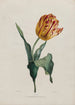 Tulpen - Valentine Bartholomew — weergave van het kunstwerk