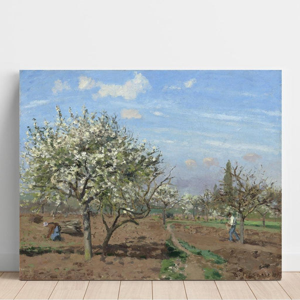 Reproductie van het schilderij van een bloesemboomgaard in Louveciennes - Camille Pissarro
