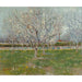 Reproductie van het schilderij Van bloesemboomgaard (Prunus) - Vincent van Gogh