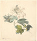 Viburnum painting by Kalkved - P C Skovgaard — artwork view