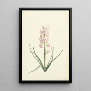 Vincent Laurensz van der Vinne II - Hyacint Koralien.webp