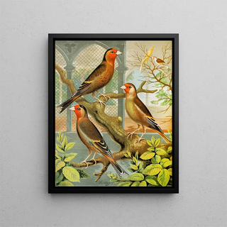 W A Blakston - Goldfinch And Canary Mules.webp