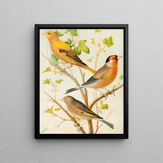 W A Blakston - Greenfinch And Linnet Bullfinch And Goldfinch Greenfitch And Canary Mule.webp