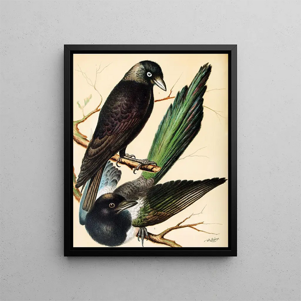 W A Blakston - Jackdaw Magpie.webp