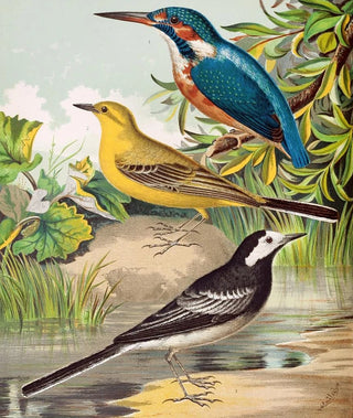 W A Blakston - Kingfisher Wagtails.webp