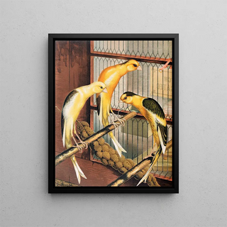 W A Blakston - Scotch Fancy Canaries Piebald.webp