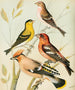 Siskin, vink, mussen, vink - kruising - W. A. Blakston — weergave van het kunstwerk