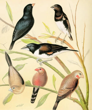 W A Blakston - Steel Finch Pied Grass Finch Bronze Mannikin SilverBill St Helena Waxbill CutThroat.webp
