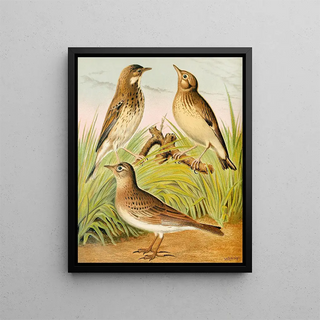 W A Blakston - Tree PipitSkylark Woodlark.webp