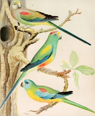 W A Blakston - Turquoisine Parrakeet Many Coloured Parrakeets.webp