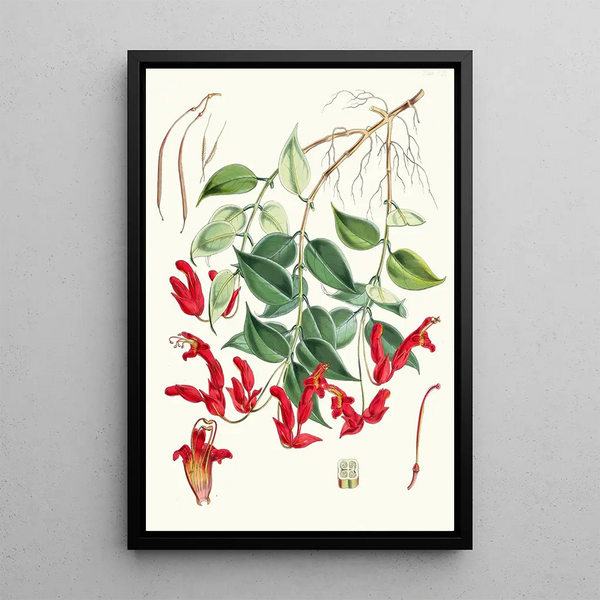 Walter Hood Fitch - Aeschynanthus Peelii Hf and T.webp
