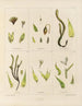 Botanisch kunstdruk van de reis naar Antarctica van de schepen HM Discovery Erebus en Terror in de jaren 1839 Pl04 - Walter Hood Fitch — weergave van het kunstwerk